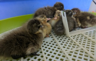 ... and Other Animals